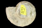 Jurassic Ammonite (Dactylioceras) Fossil - France #162620-1